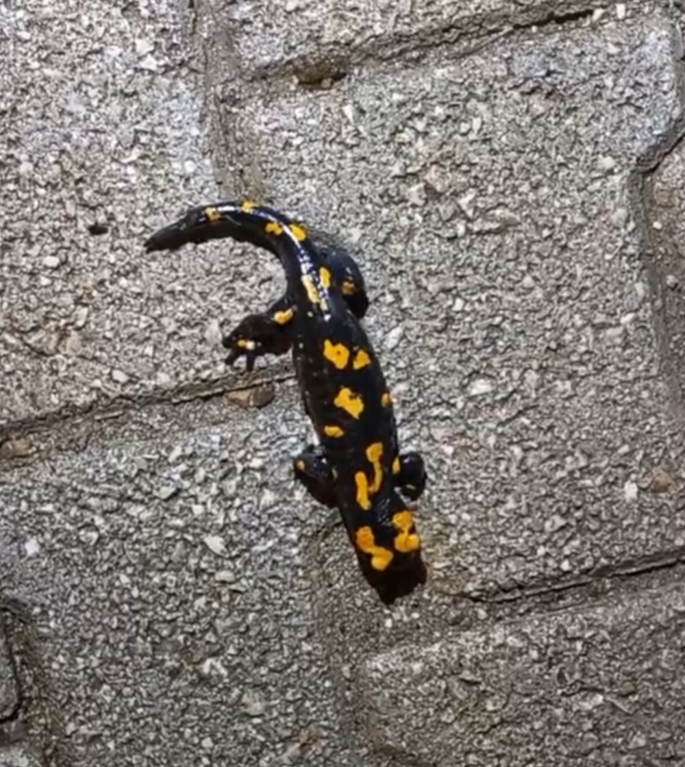 Adana’da ’semender’ görüldü
