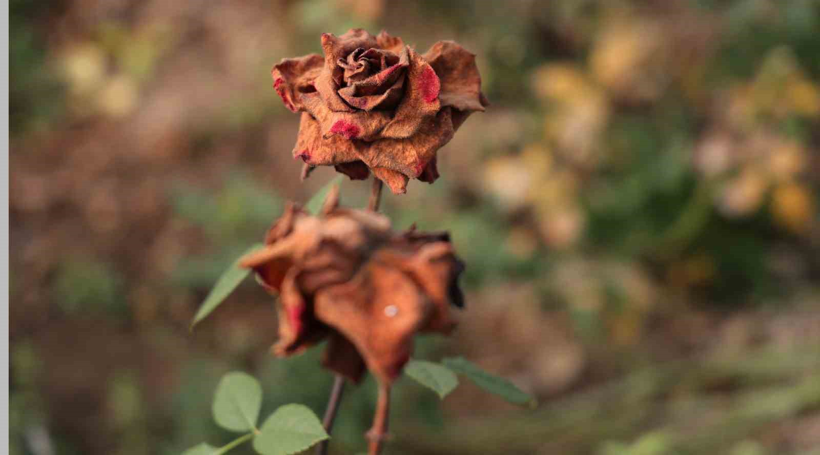 Adana’da sevgililerin gülleri dalında kurudu
