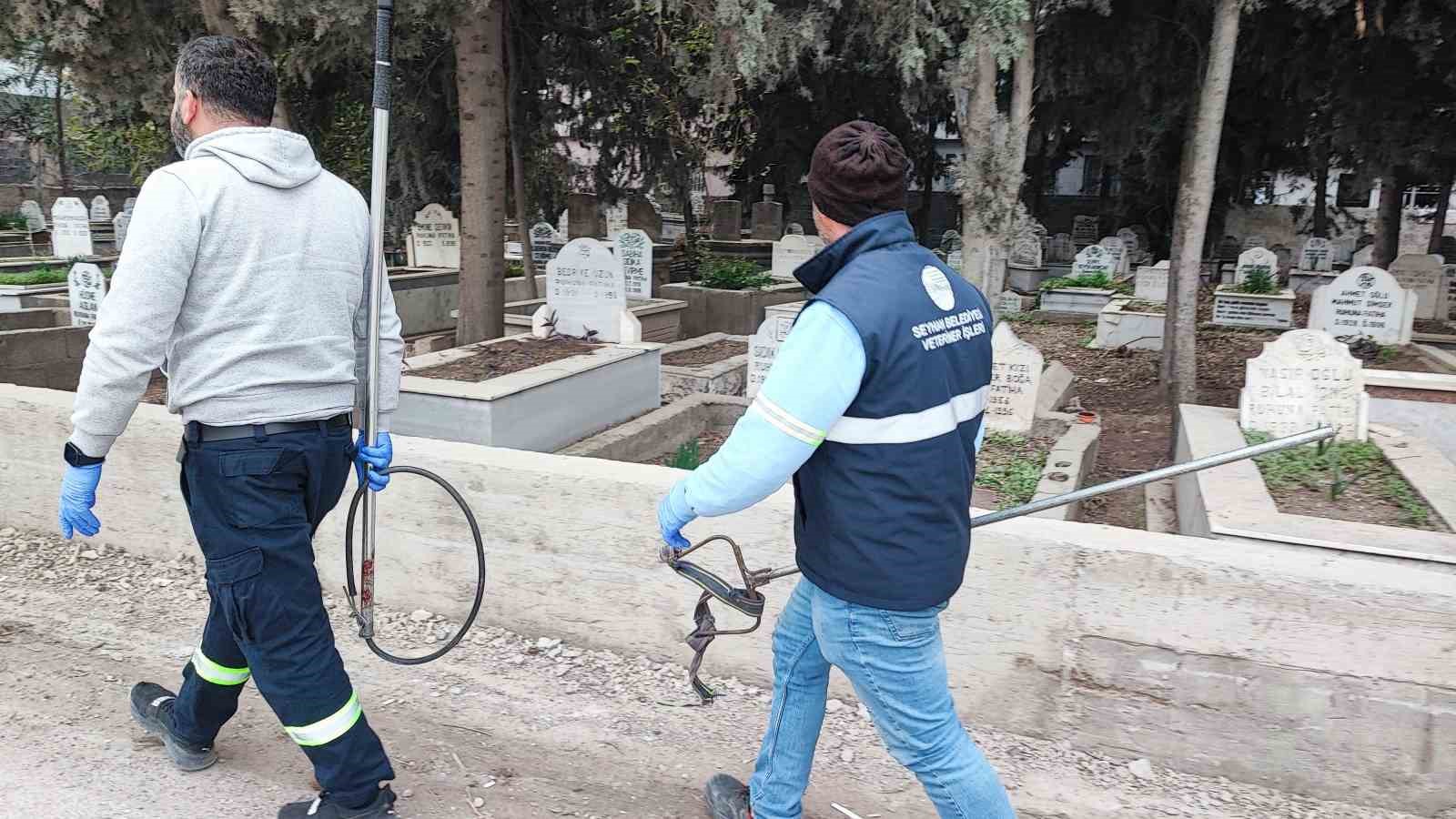 Adana’da sokak köpeği endişesi
Adana’da sokak köpeği endişesi