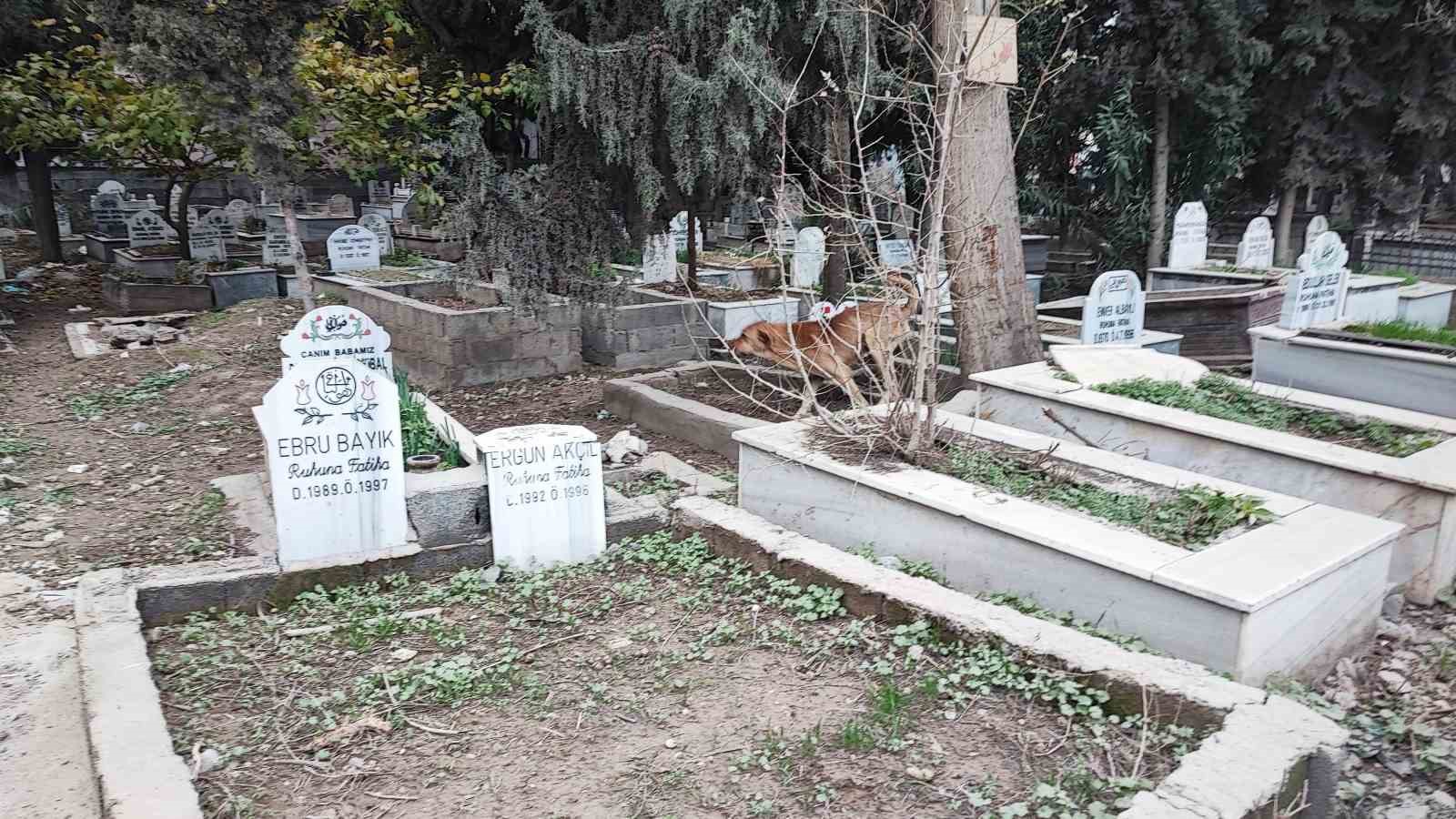 Adana’da sokak köpeği endişesi
Adana’da sokak köpeği endişesi