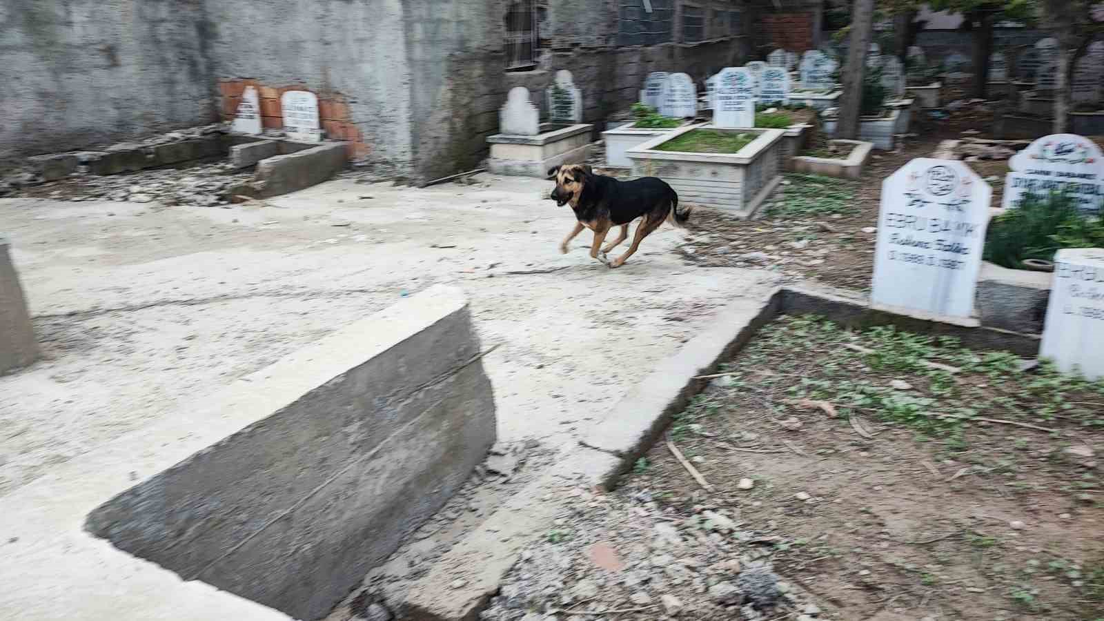 Adana’da sokak köpeği endişesi
Adana’da sokak köpeği endişesi