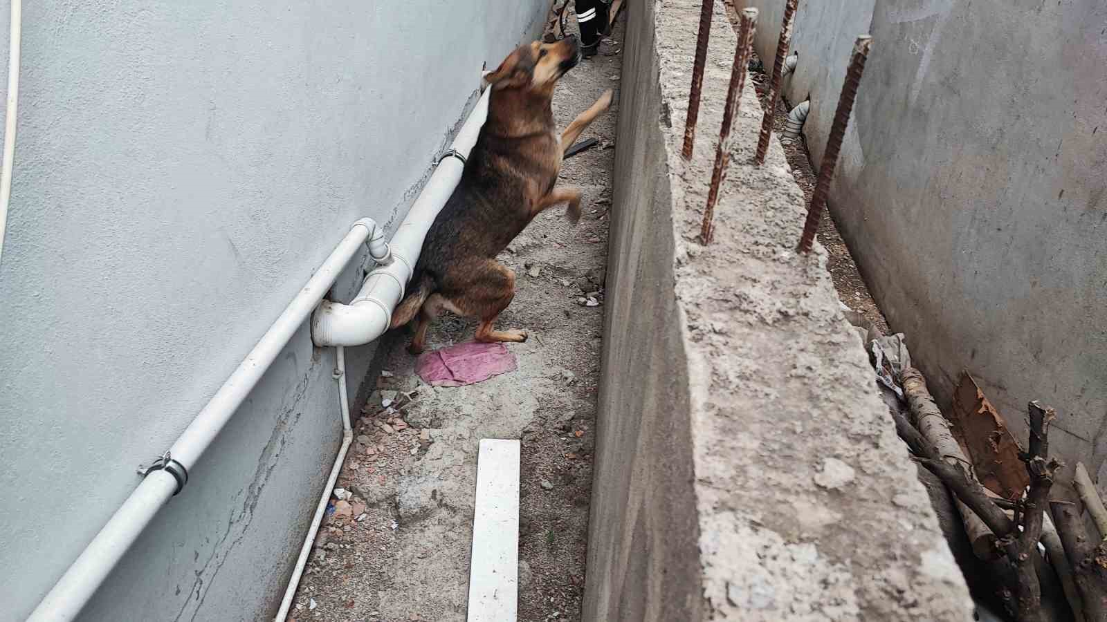 Adana’da sokak köpeği endişesi
Adana’da sokak köpeği endişesi