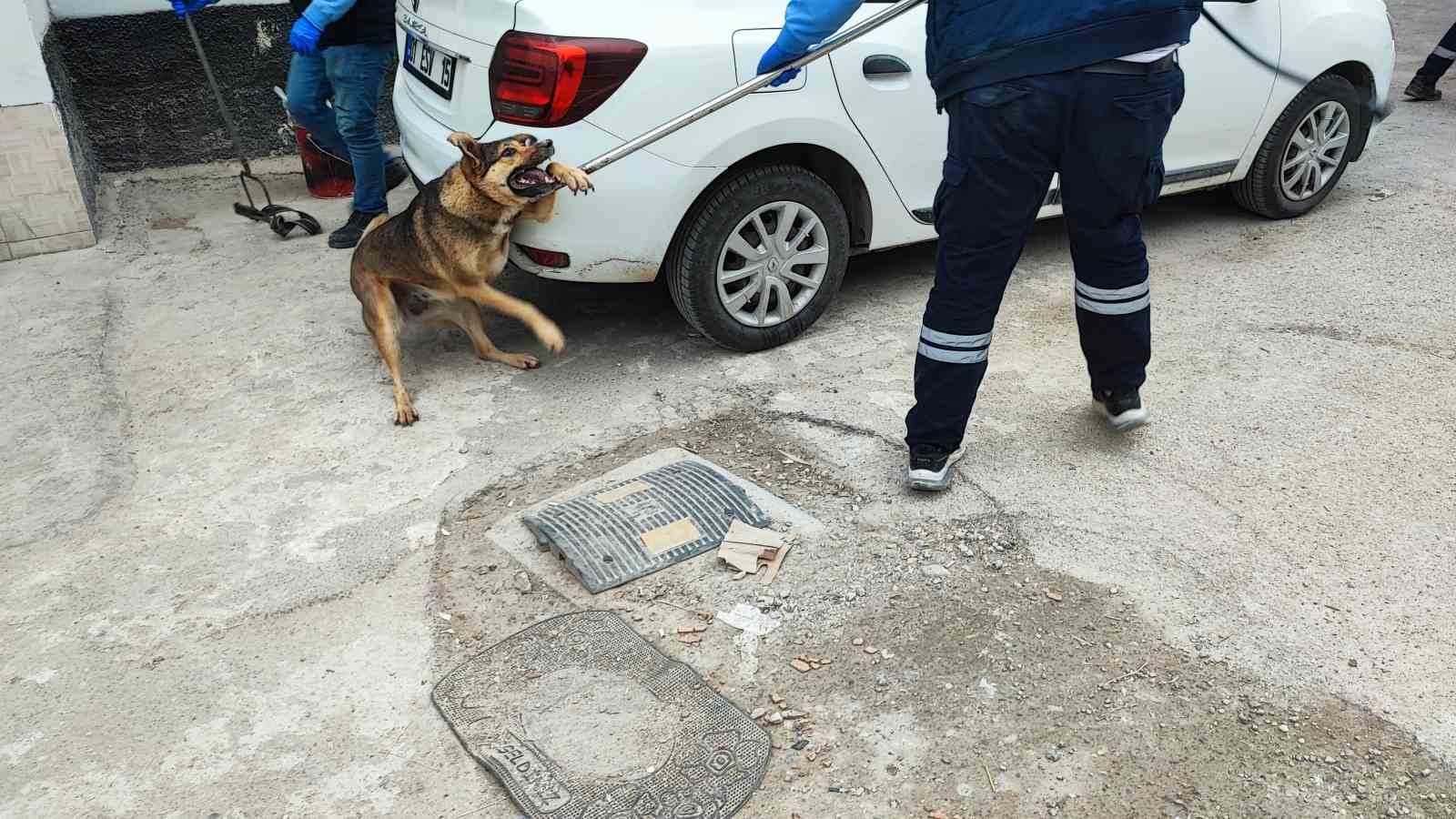 Adana’da sokak köpeği endişesi
Adana’da sokak köpeği endişesi