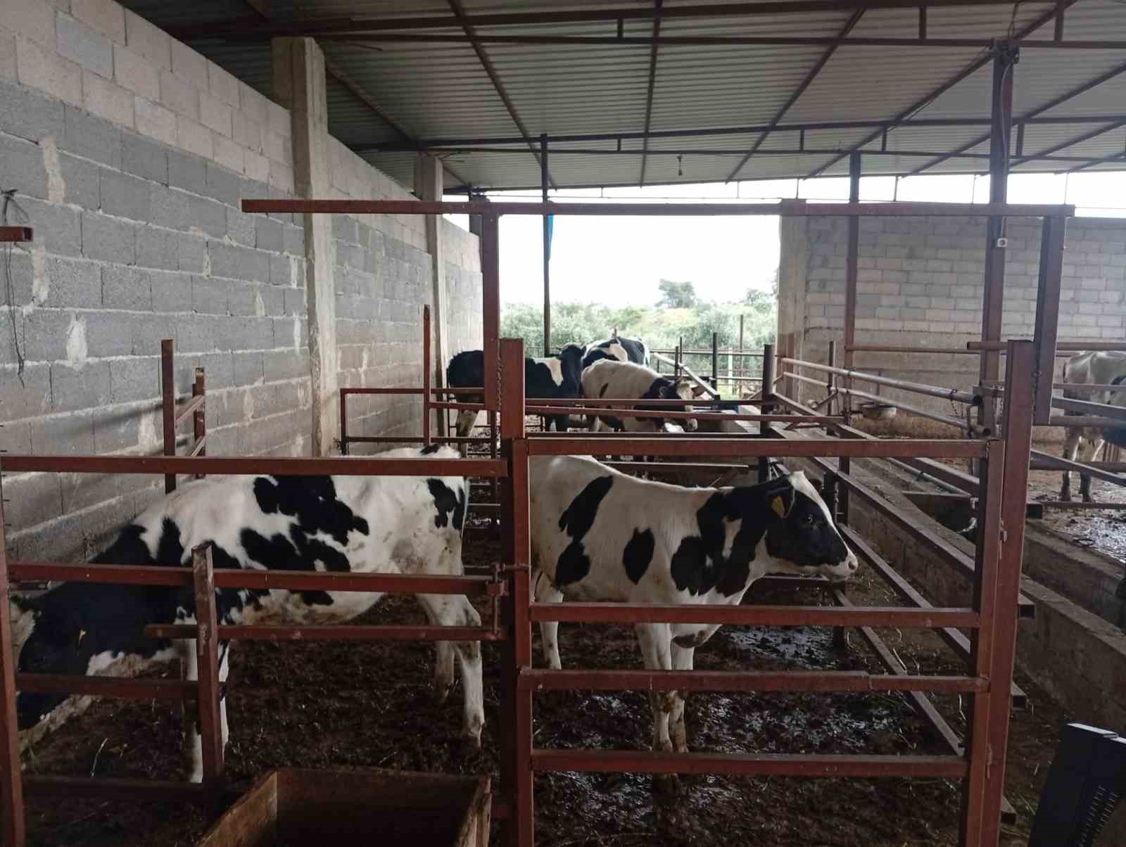 Adanalı üreticiden süt verimi için ilginç yöntem
