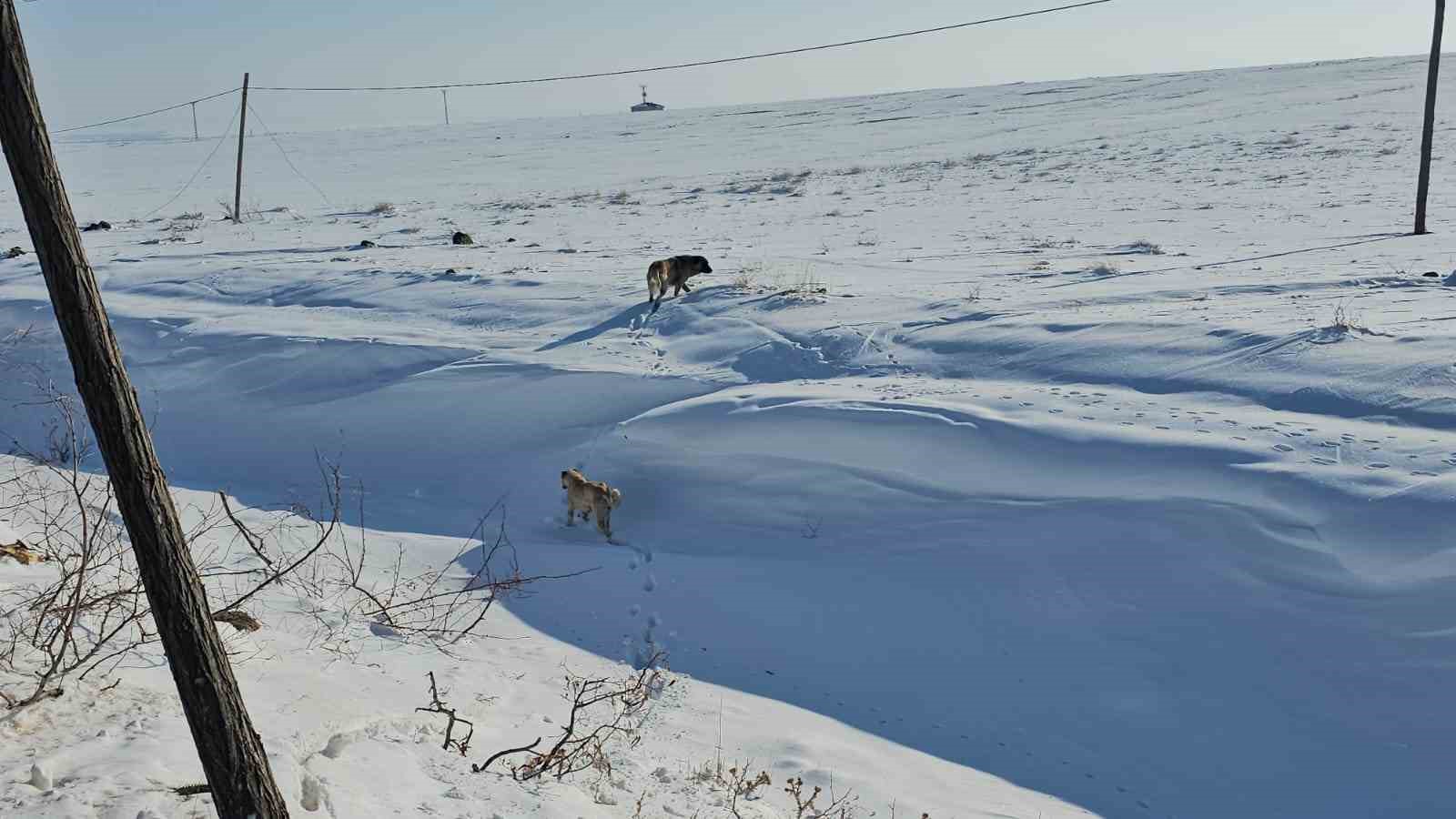 Adilcevaz’da başıboş sokak köpekleri korku saçıyor
