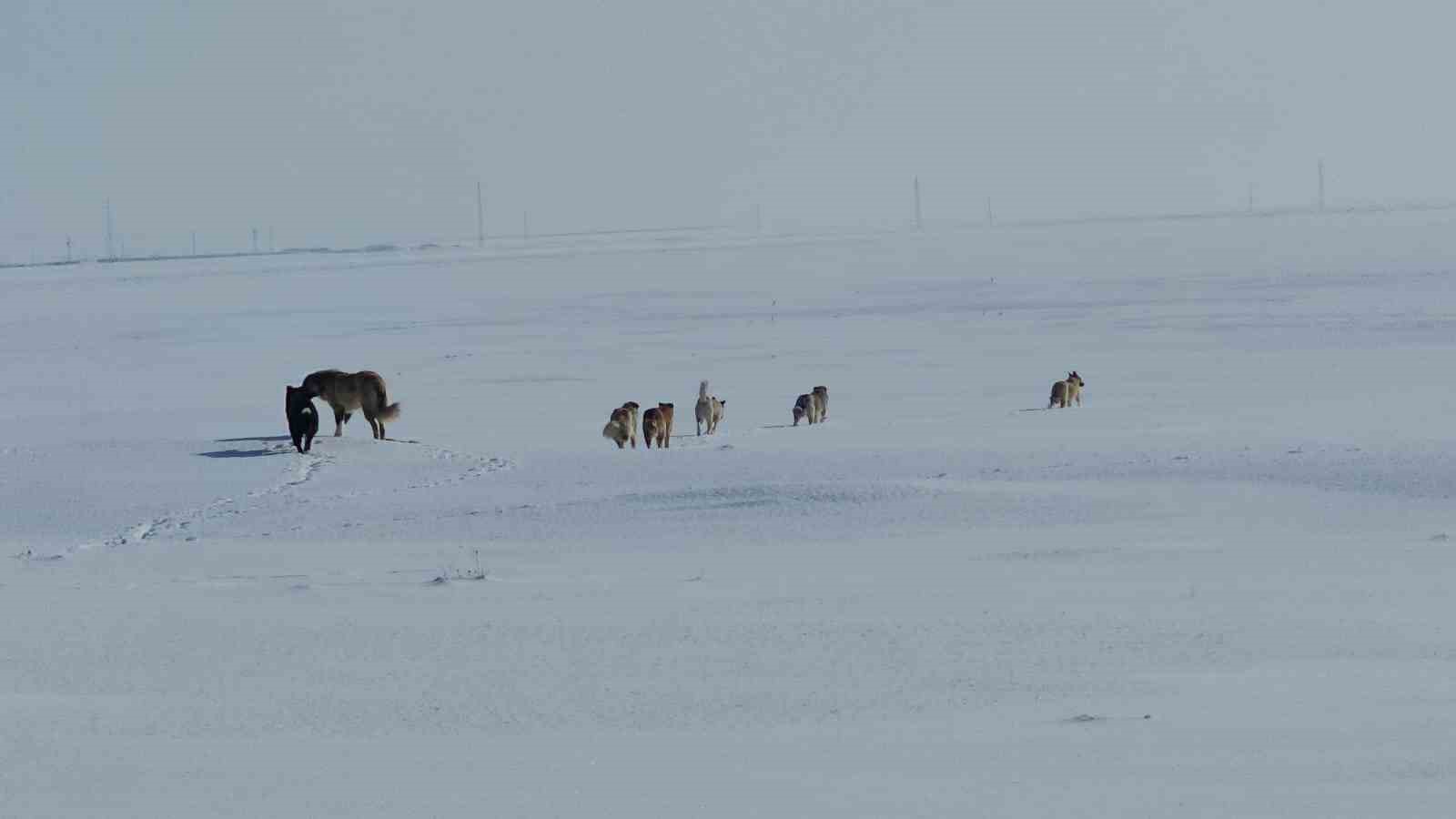 Adilcevaz’da başıboş sokak köpekleri korku saçıyor
