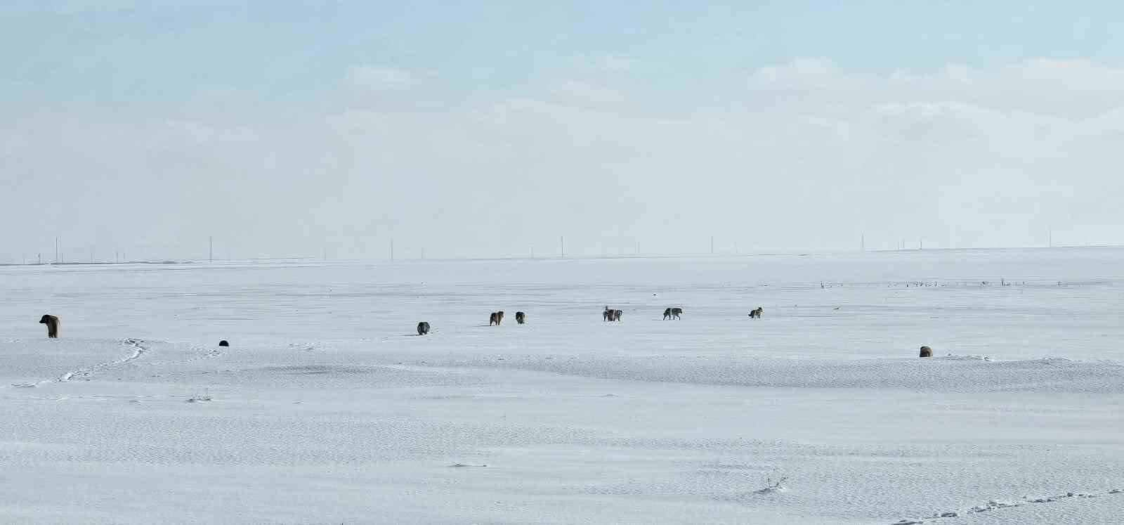 Adilcevaz’da başıboş sokak köpekleri korku saçıyor
