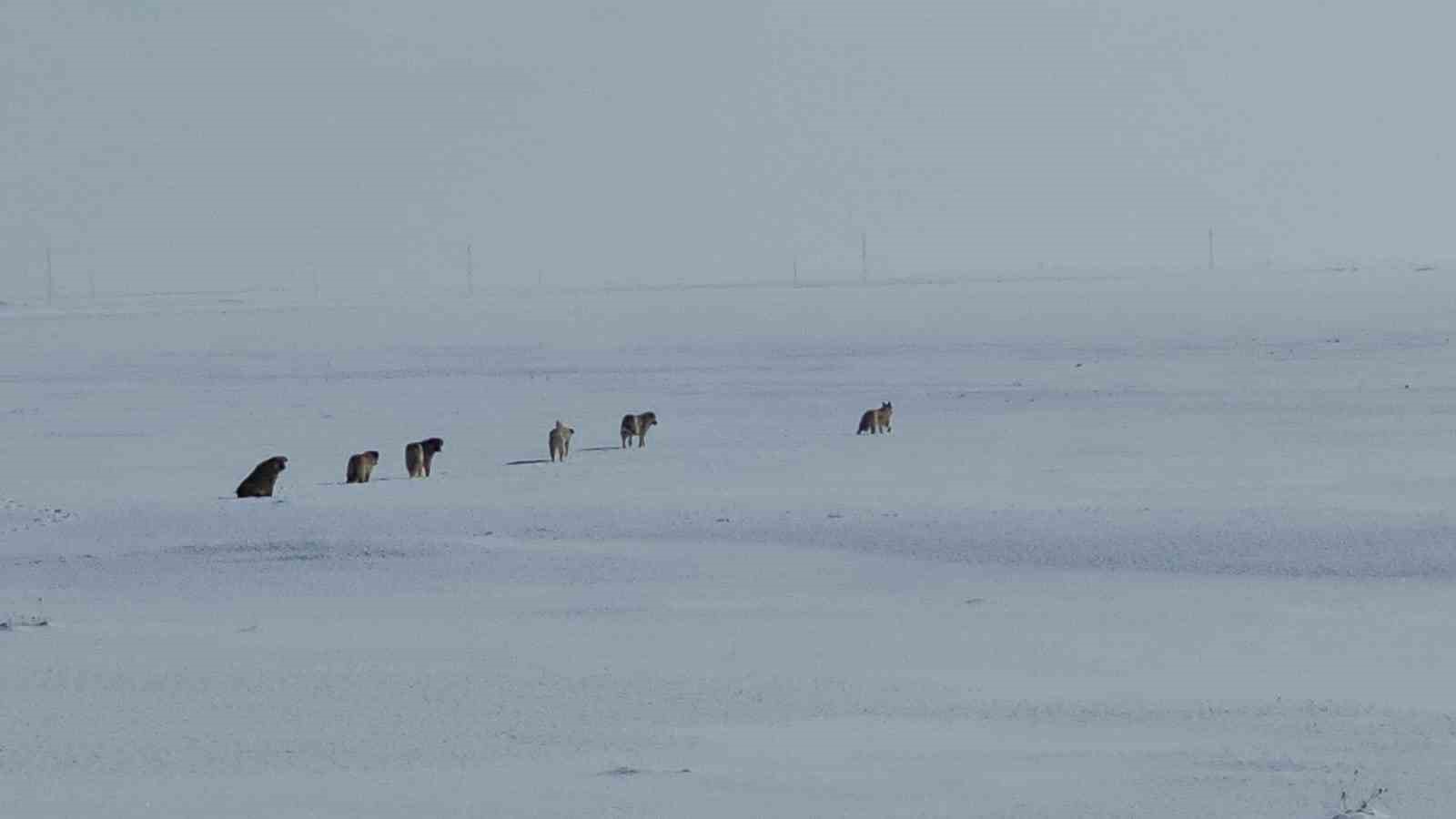 Adilcevaz’da başıboş sokak köpekleri korku saçıyor
