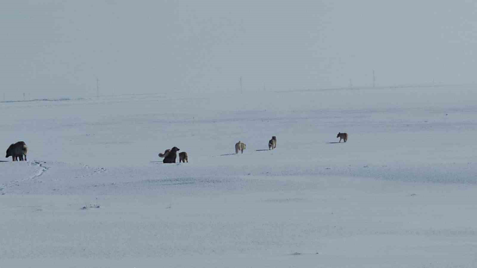 Adilcevaz’da başıboş sokak köpekleri korku saçıyor
