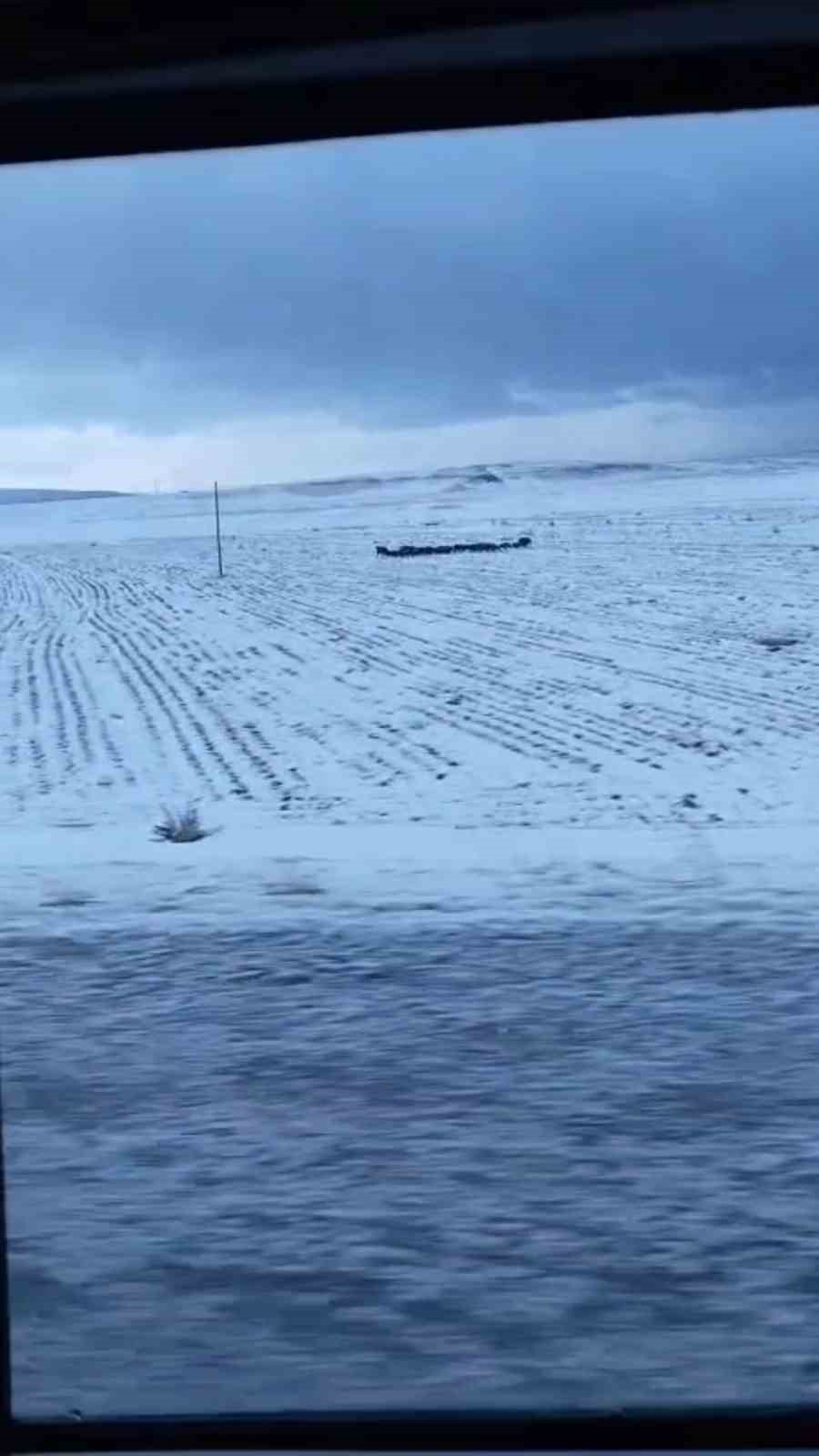 Adilcevaz’da domuz sürüsü görüntülendi
