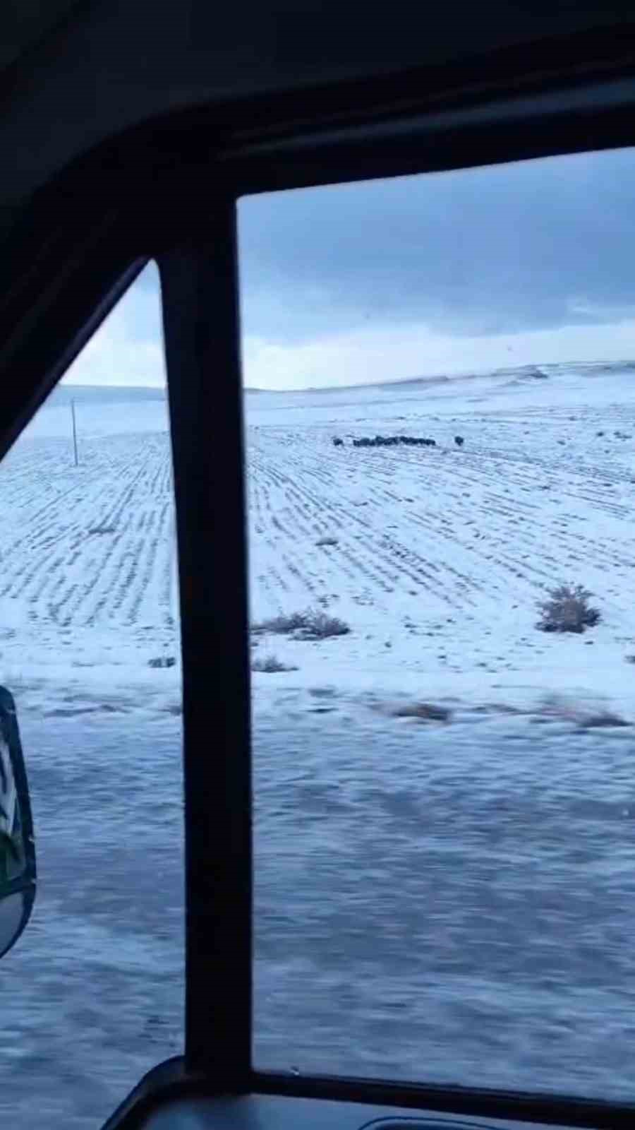 Adilcevaz’da domuz sürüsü görüntülendi
