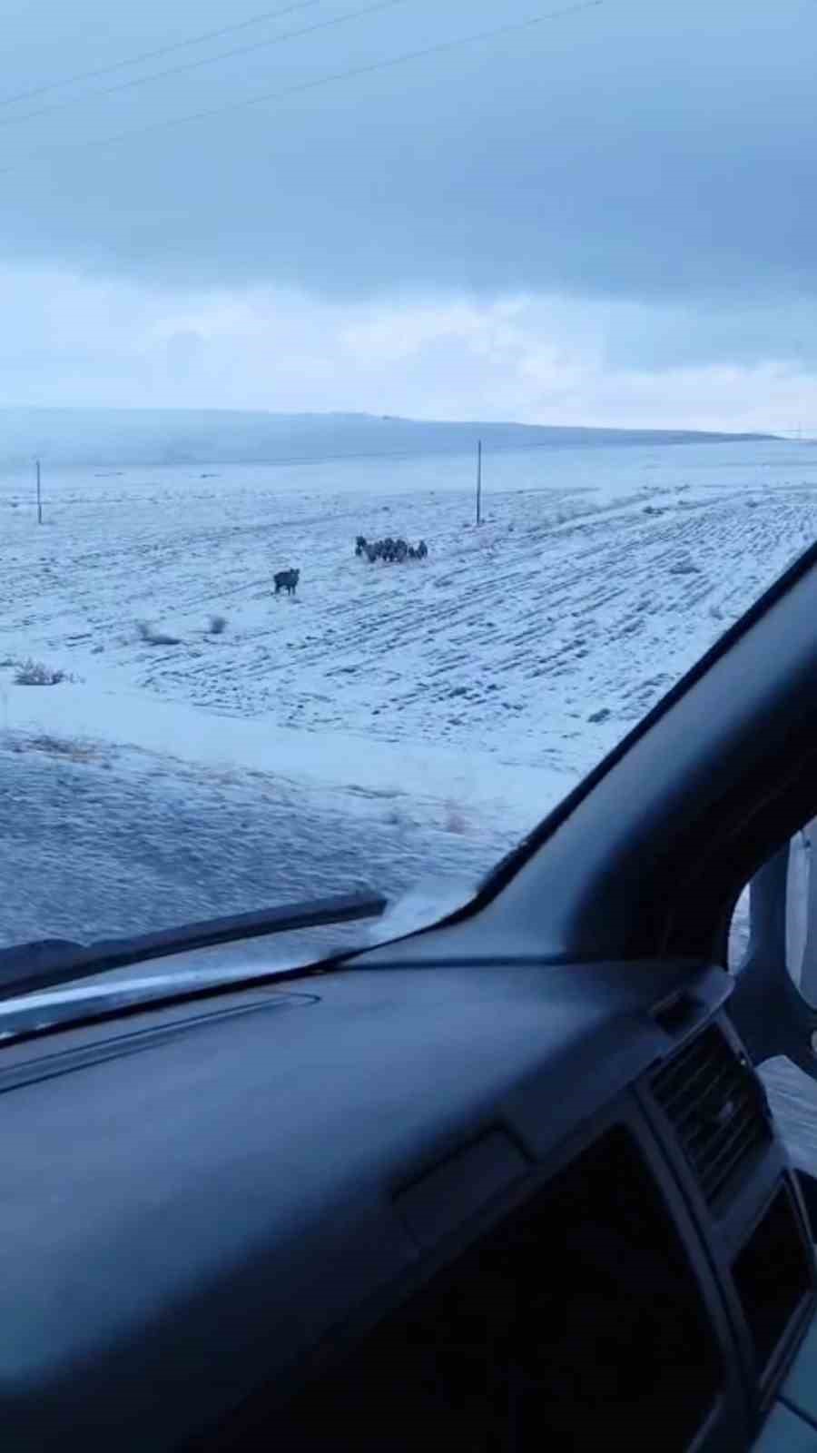Adilcevaz’da domuz sürüsü görüntülendi
