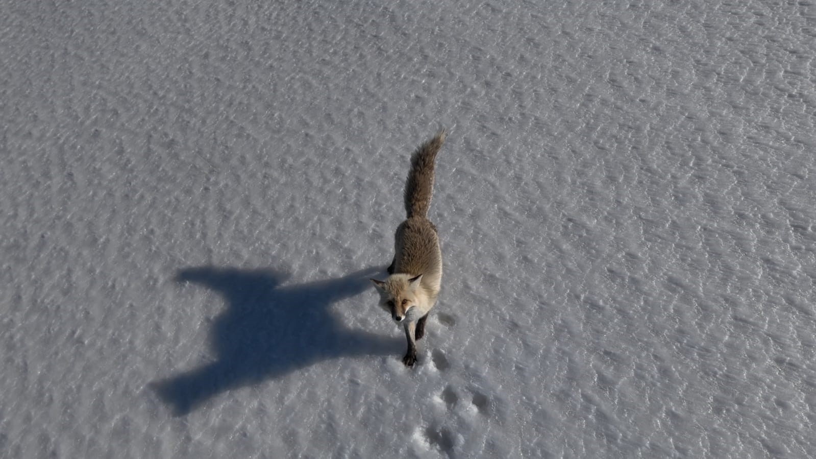 Adilcevaz’da tilkinin dron ile imtihanı
