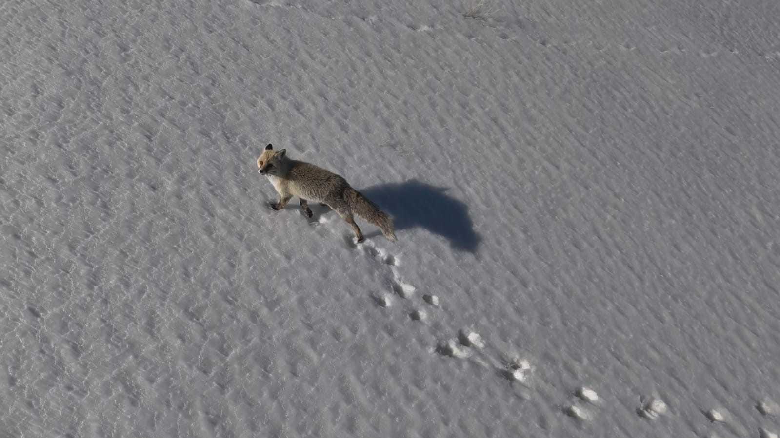 Adilcevaz’da tilkinin dron ile imtihanı
