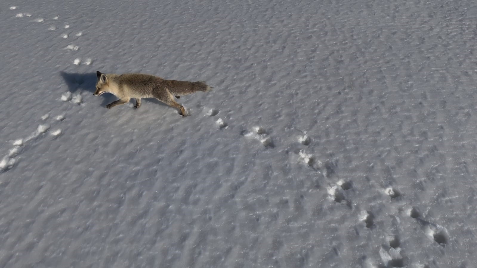 Adilcevaz’da tilkinin dron ile imtihanı
