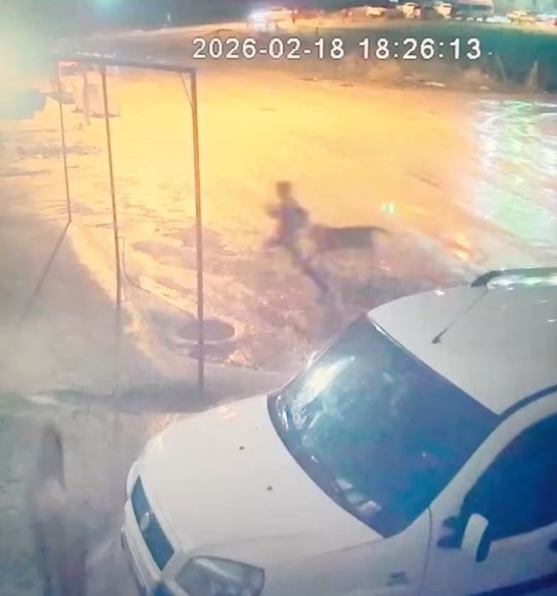 Adıyaman’da sahipsiz köpek dehşeti: 10 yaşındaki çocuğu vatandaşlar kurtardı
