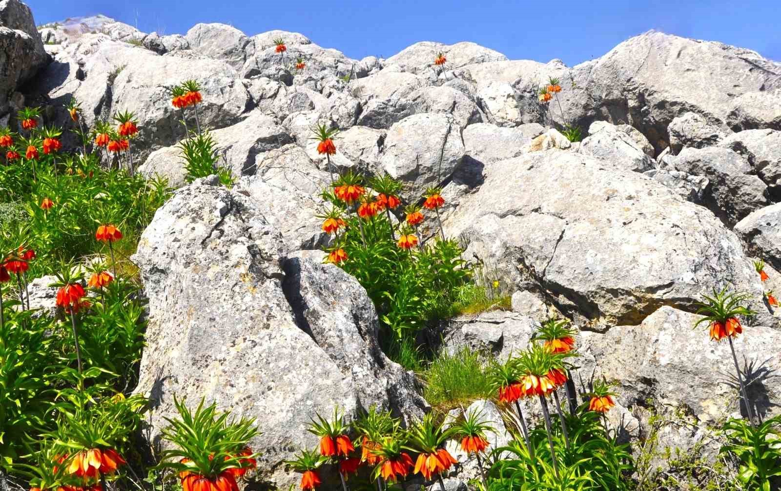 Afşin’de ters laleler açtı: Koparana 700 bin TL ceza
