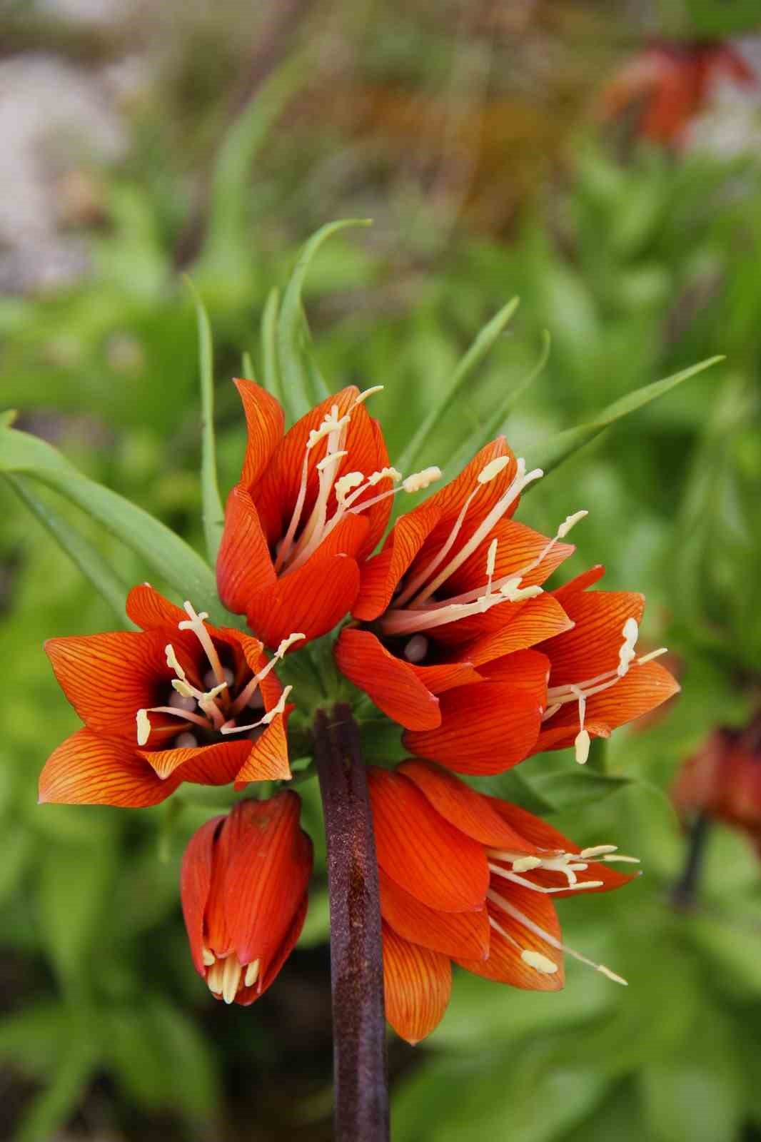 Afşin’de ters laleler açtı: Koparana 700 bin TL ceza
