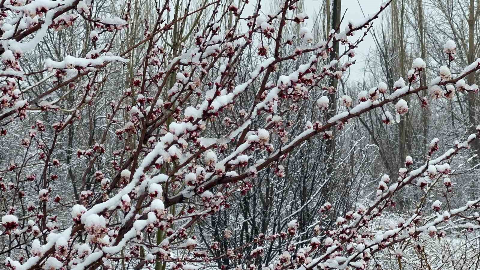 Afyonkarahisar ve Kütahya’da badem ve kayısı çiçekleri karla kaplandı
