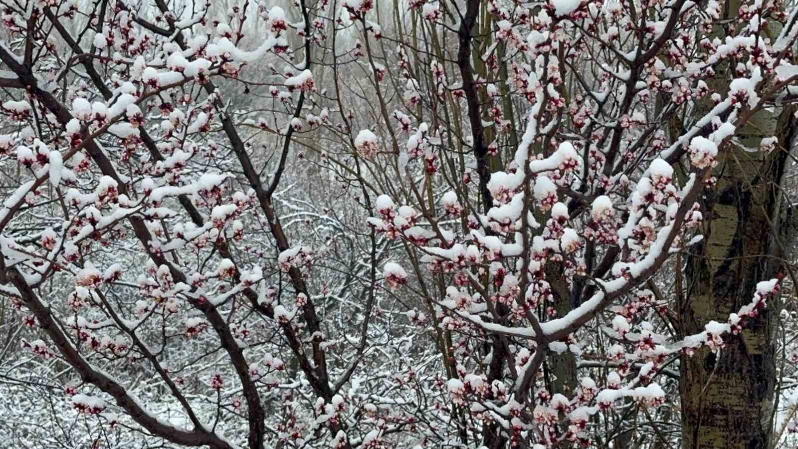 Afyonkarahisar ve Kütahya’da badem ve kayısı çiçekleri karla kaplandı
