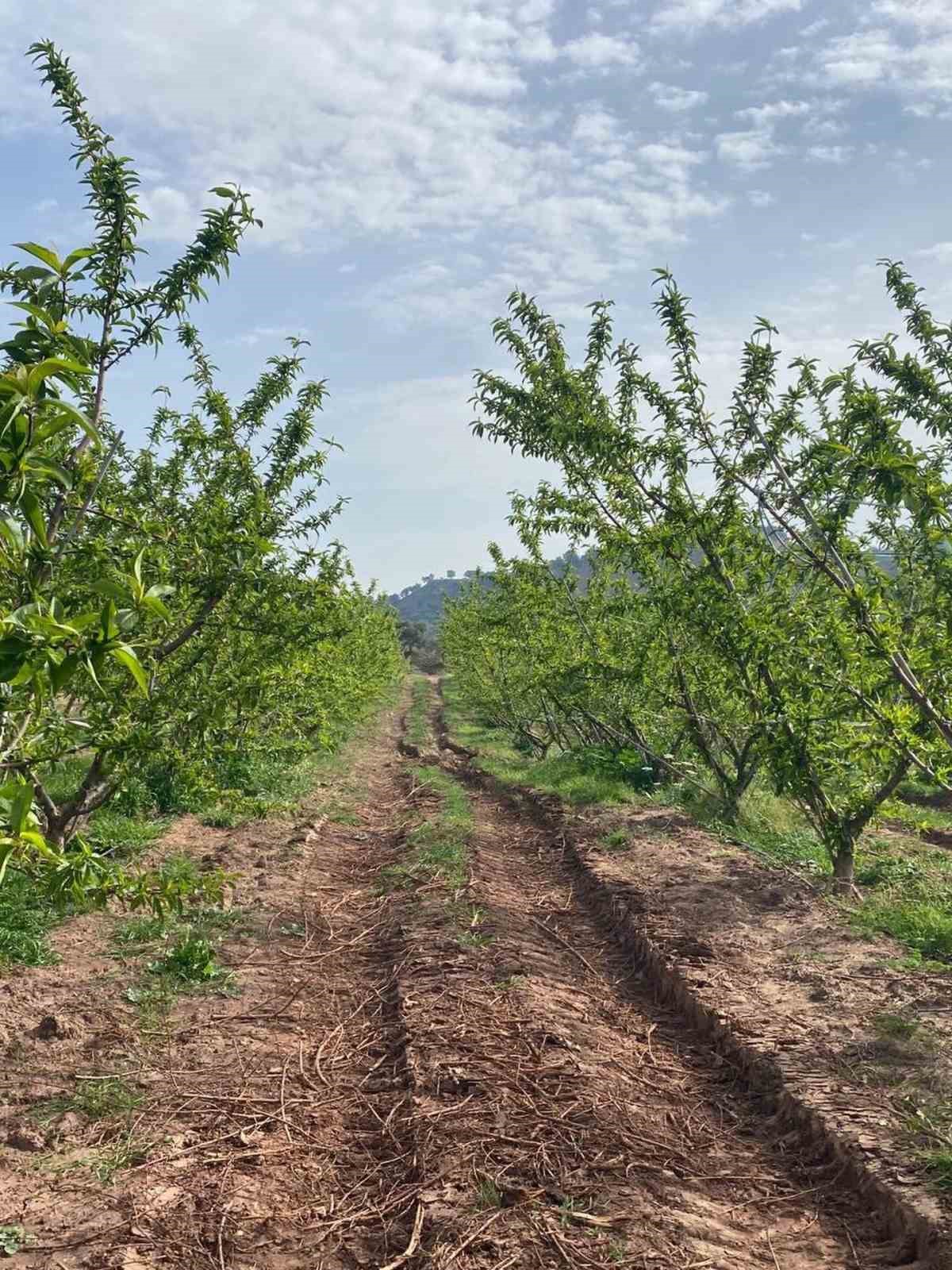 Ağaçlar çiçek açtı, bahçelerde meyve tutumu takibi yapıldı
