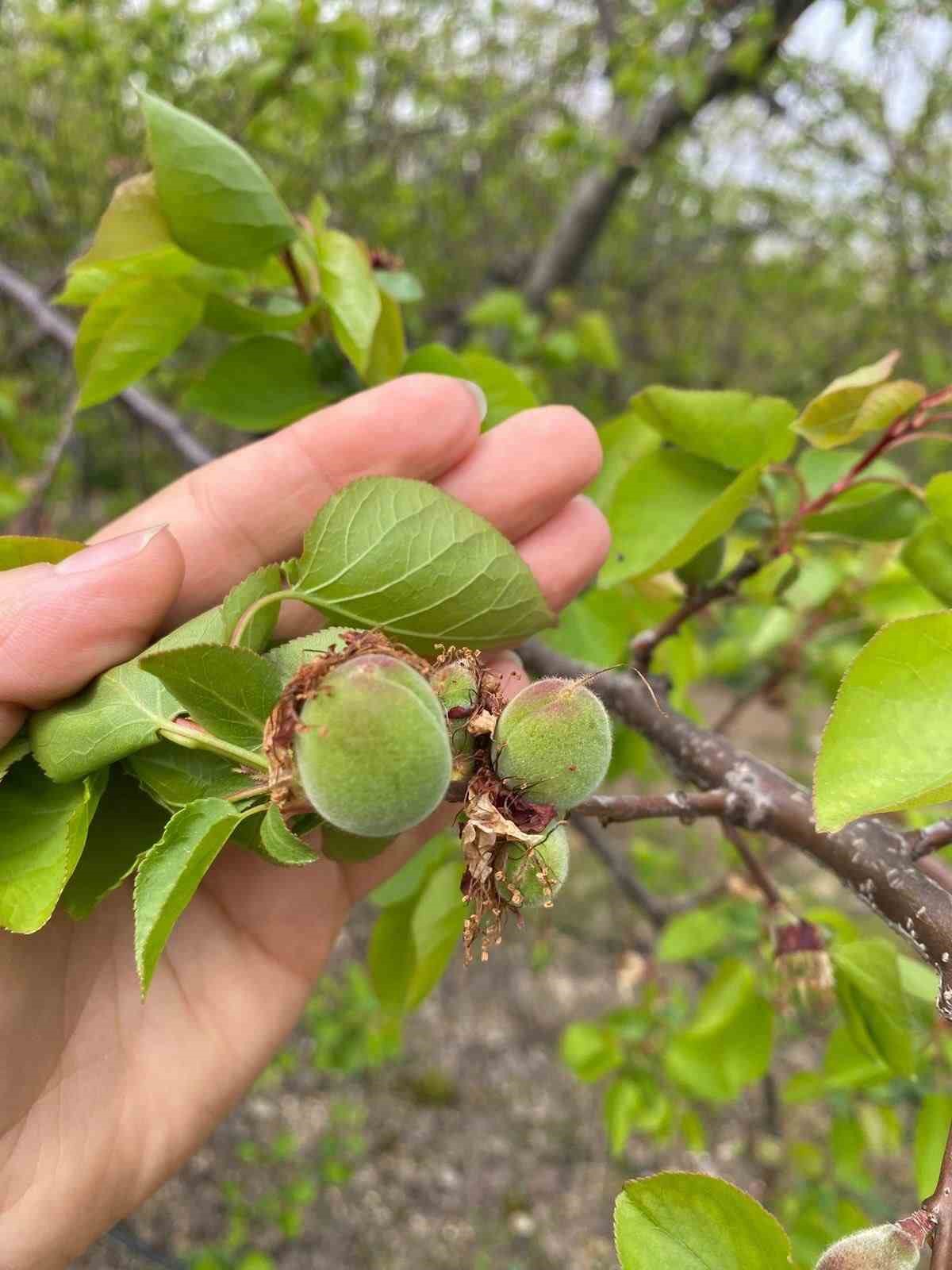 Ağaçlar çiçek açtı, bahçelerde meyve tutumu takibi yapıldı
