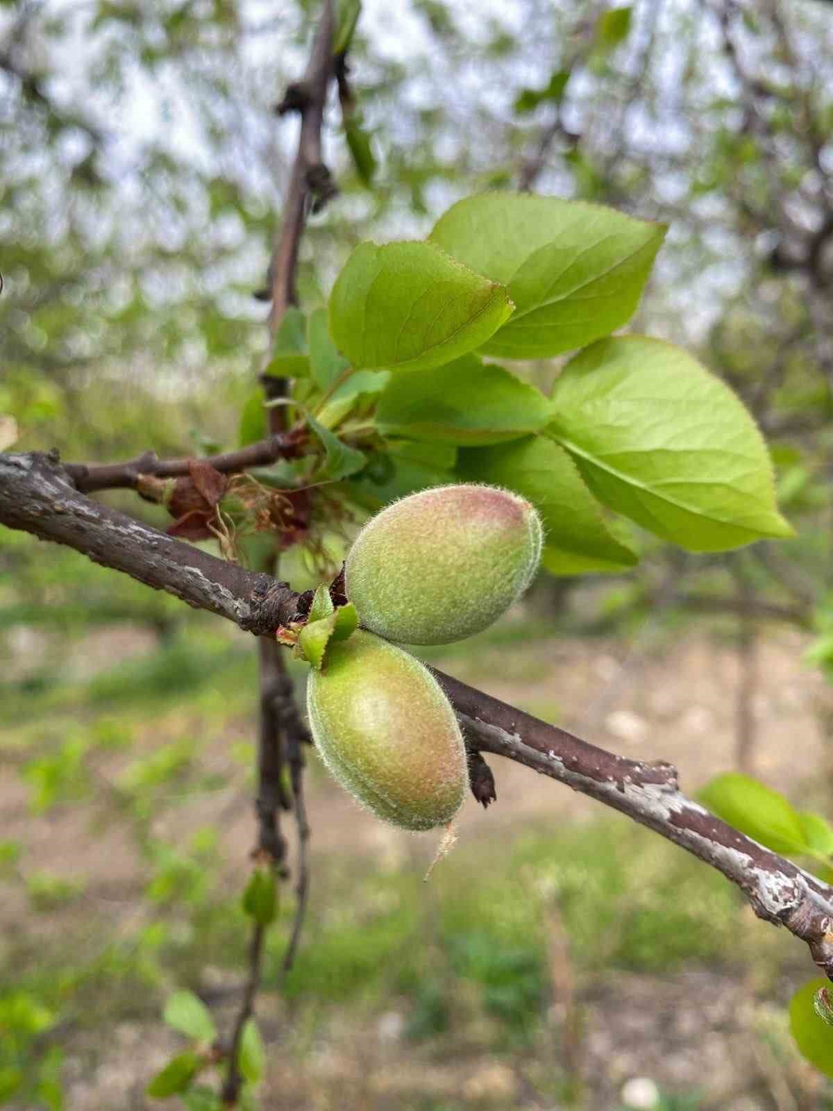 Ağaçlar çiçek açtı, bahçelerde meyve tutumu takibi yapıldı
