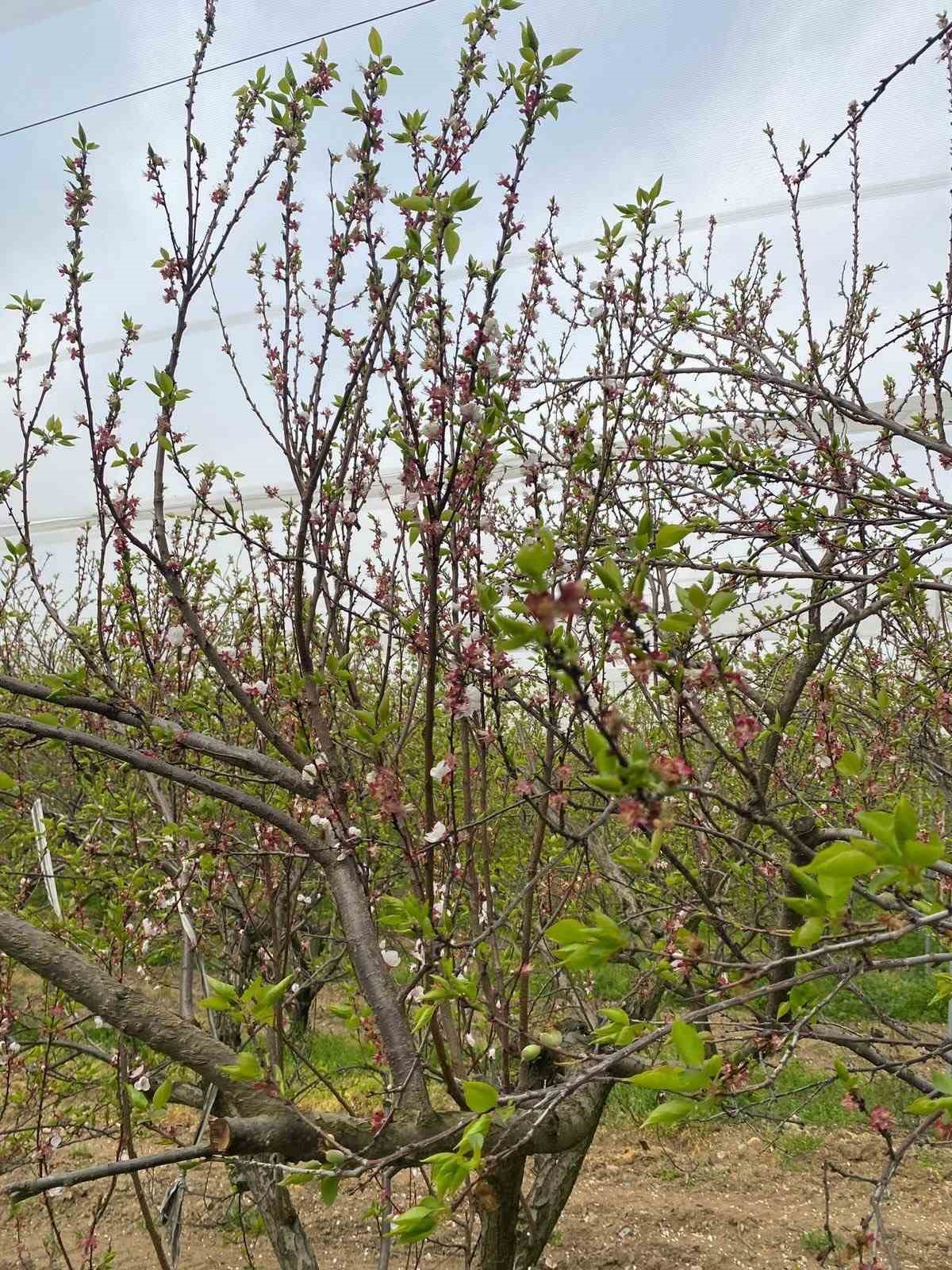 Ağaçlar çiçek açtı, bahçelerde meyve tutumu takibi yapıldı
