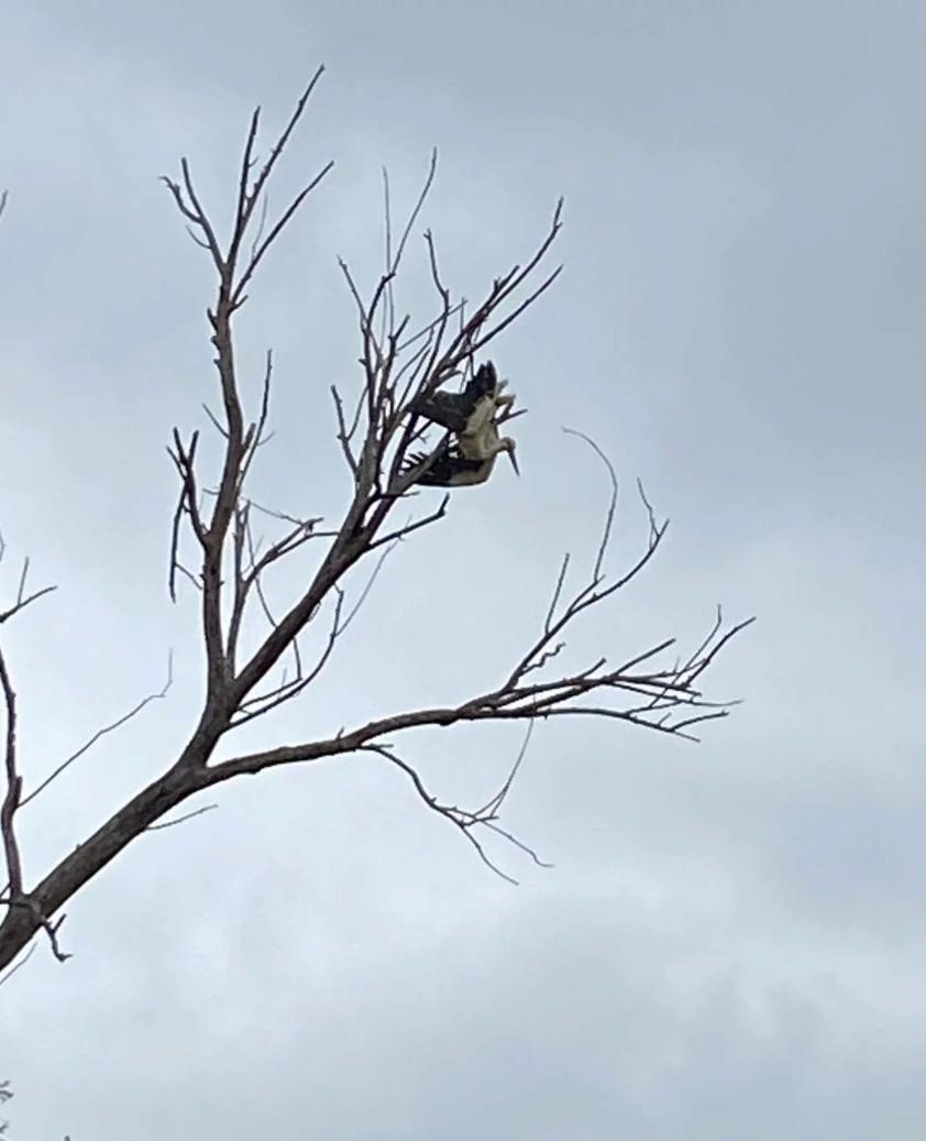 Ağaçta asılı kalan leylek kurtarıldı
