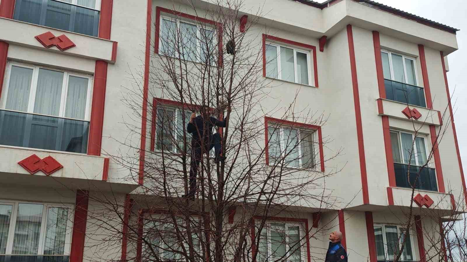 Ağaçta mahsur kalan kediye zabıtadan kurtarma operasyonu
