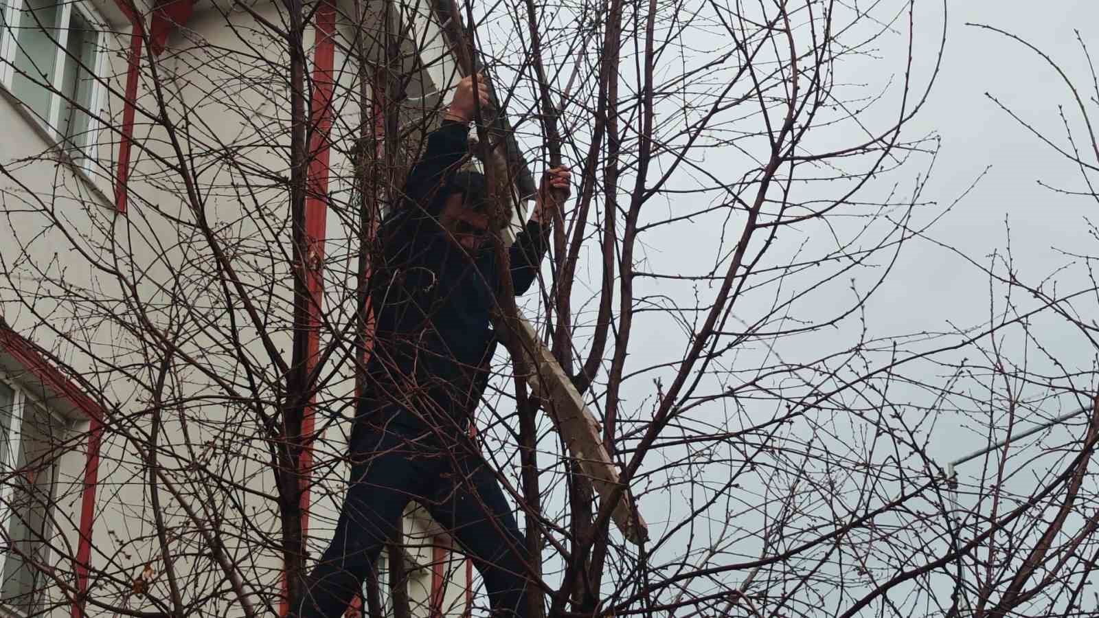 Ağaçta mahsur kalan kediye zabıtadan kurtarma operasyonu
