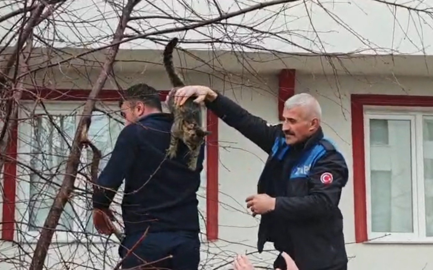Ağaçta mahsur kalan kediye zabıtadan kurtarma operasyonu

