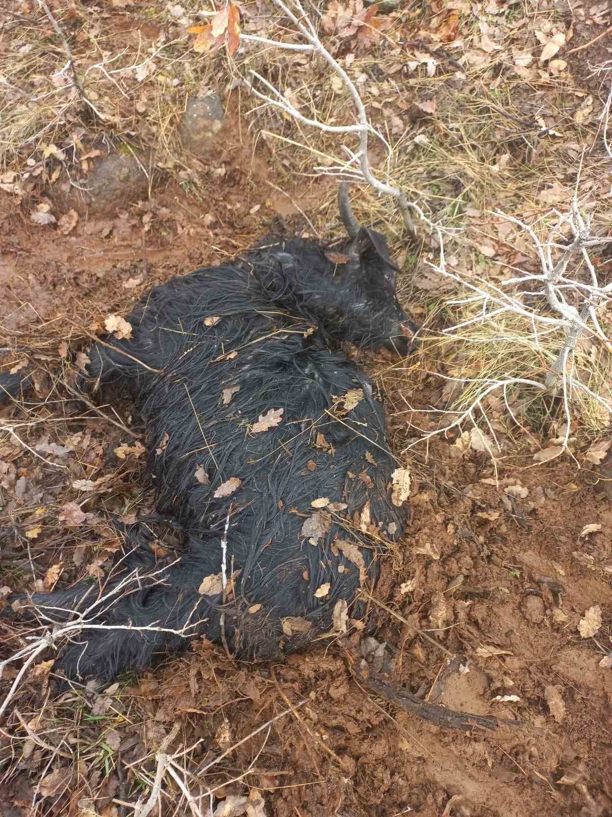 Ağıldan kaçan küçükbaş hayvanları kurtlar parçaladı
