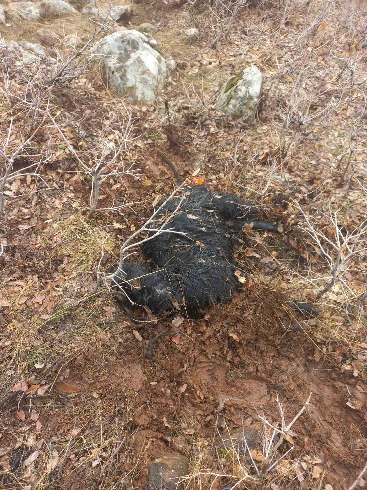 Ağıldan kaçan küçükbaş hayvanları kurtlar parçaladı

