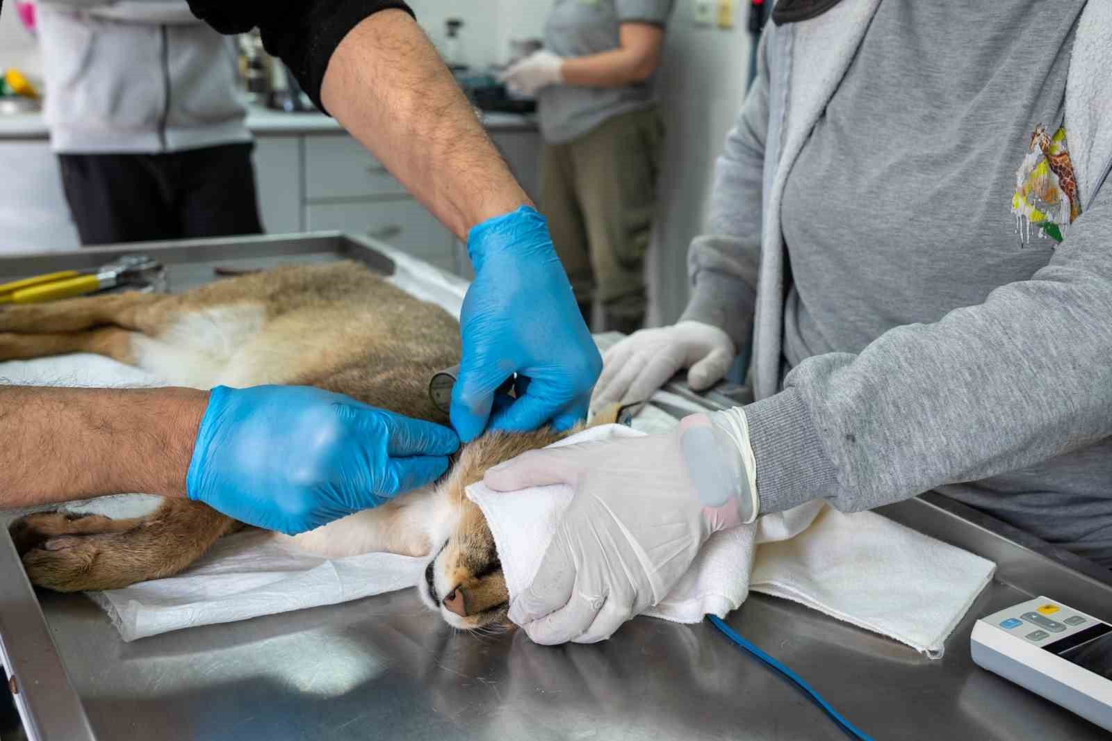 Ağır yaralı bulunan saz kedisi, sağlıklı şekilde doğaya salındı
Ağır yaralı bulunan saz kedisi, sağlıklı şekilde doğaya salındı