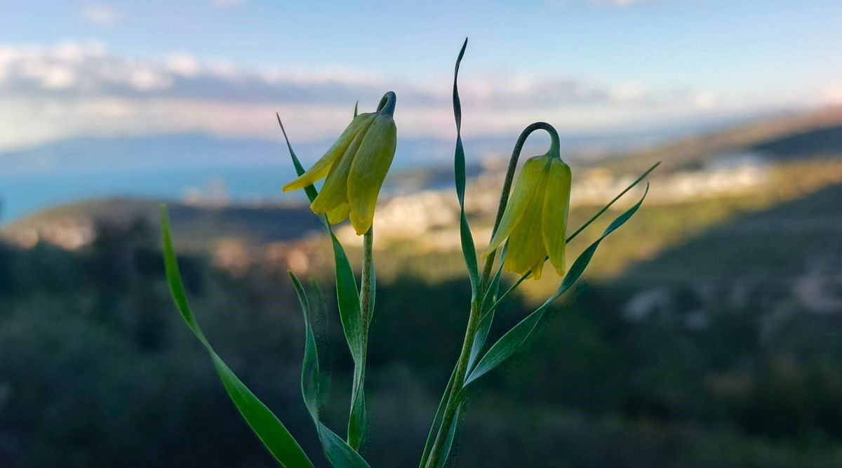 Ağlayan Gelinler çiçek açtı
