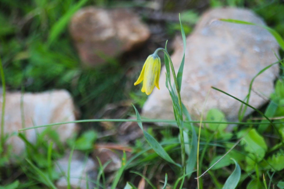 Ağlayan Gelinler çiçek açtı
