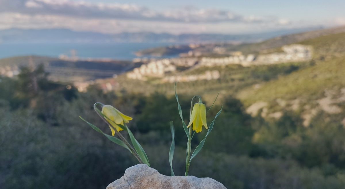 Ağlayan Gelinler çiçek açtı
