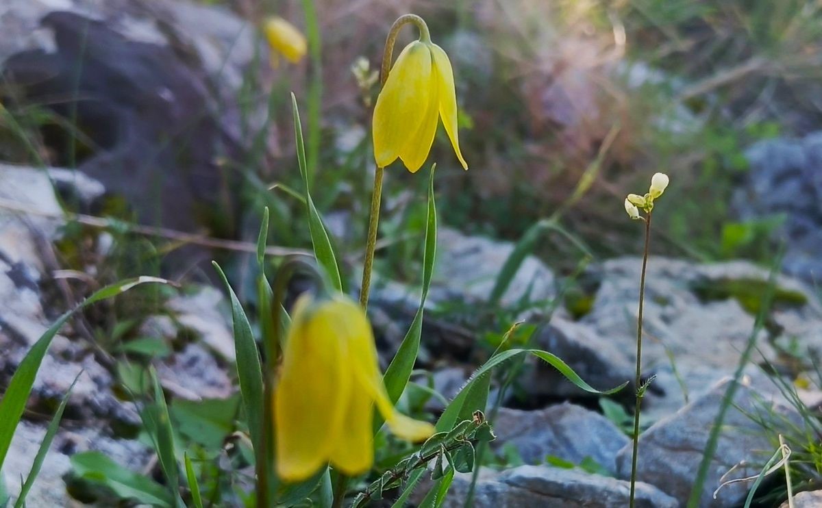 Ağlayan Gelinler çiçek açtı
