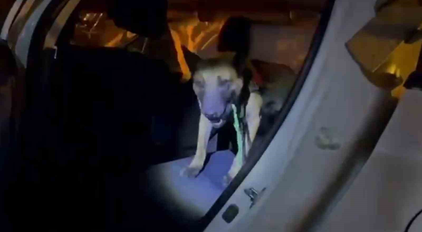 Ağrı’da 10 kilogram skunk ele geçirildi, 1 şüpheli tutuklandı
