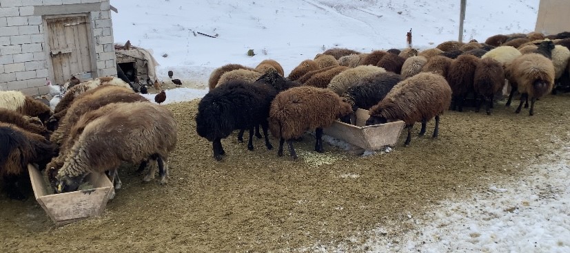 Ağrı’da besicilerin zorlu kış mesaisi
