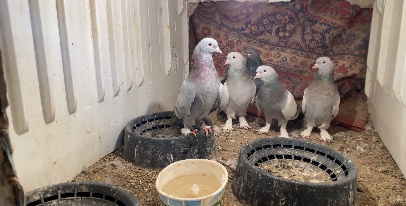 Ağrı’da dondurucu soğuğa rağmen 7 yıldır güvercin yetiştiriyorlar
