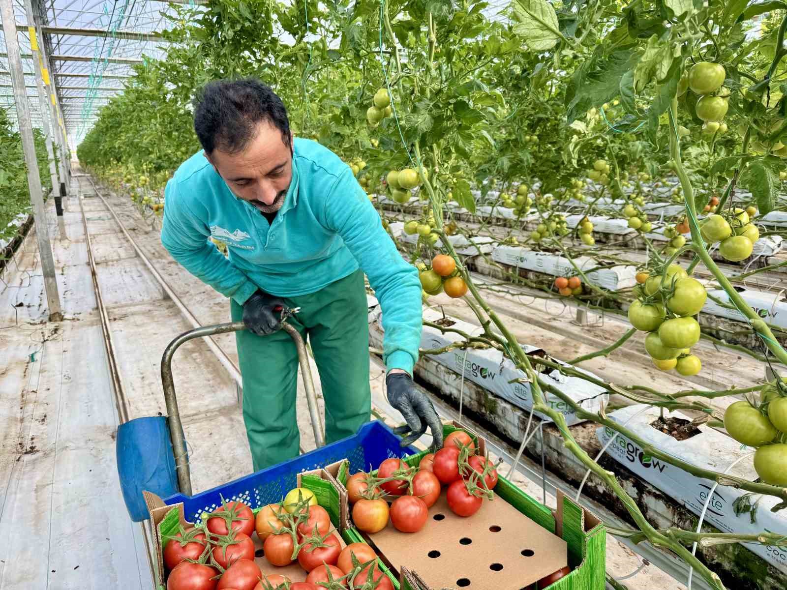 Ağrı’da, jeotermal serada üretilen ürünler Avrupa pazarına açılıyor
