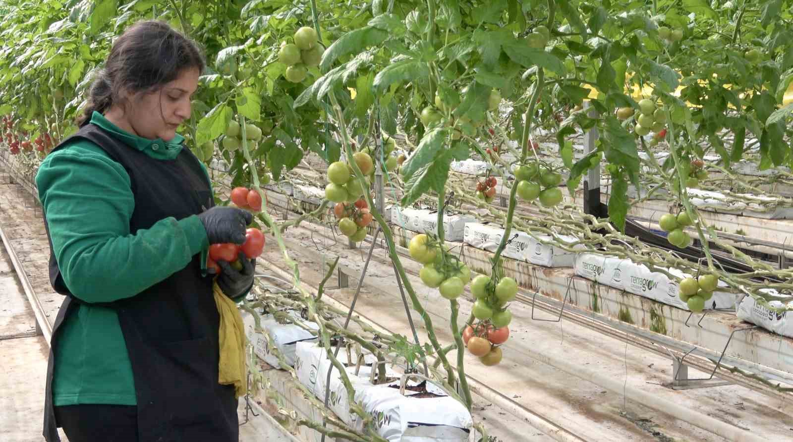 Ağrı’da, jeotermal serada üretilen ürünler Avrupa pazarına açılıyor
