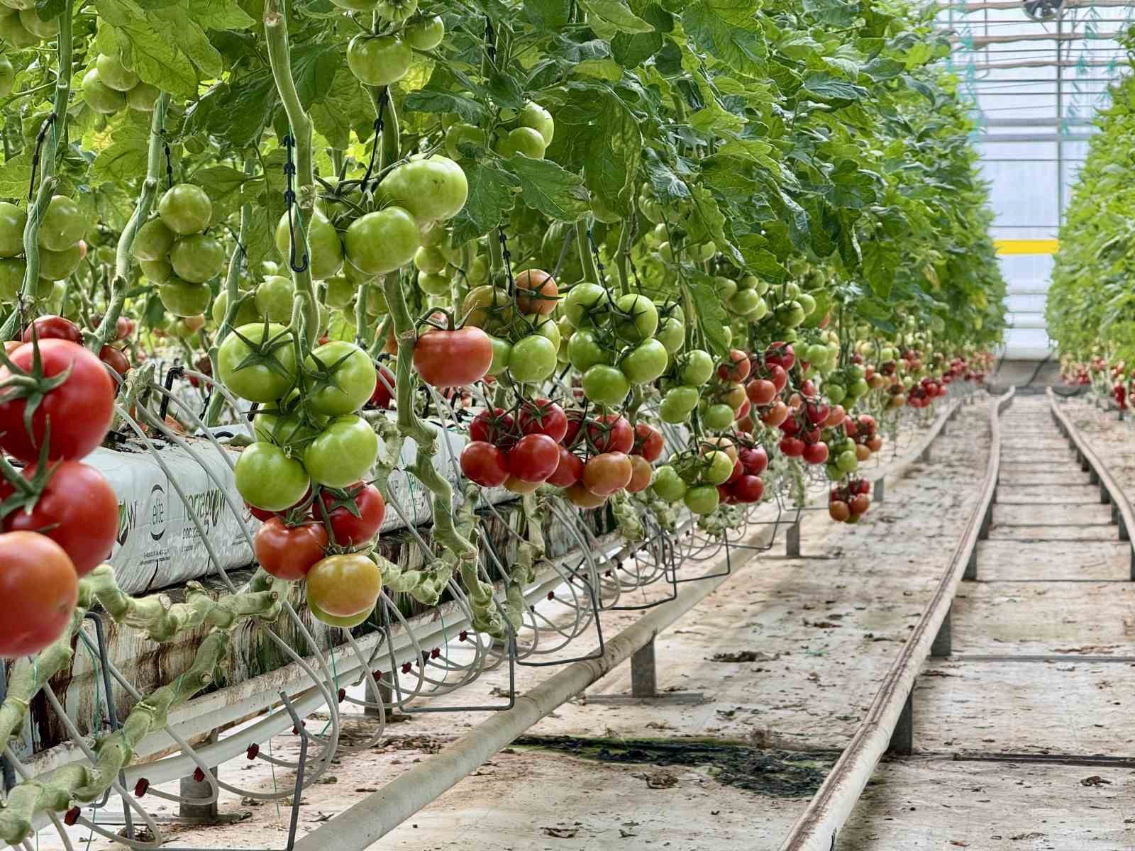 Ağrı’da, jeotermal serada üretilen ürünler Avrupa pazarına açılıyor

