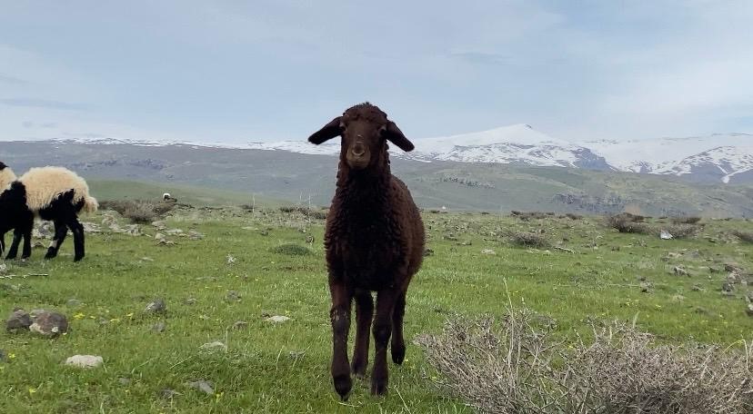 Ağrı’da küçükbaş hayvanlar meralara çıkarıldı
