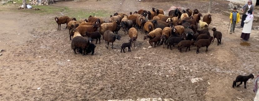 Ağrı’da kuzuların anneleri ile buluşması renkli anlara sahne oldu
