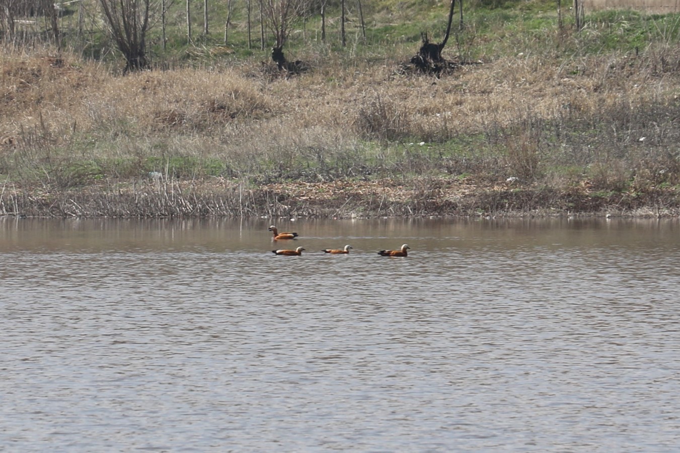 Ağustos ayında kurumaya başlayan Kızılca göleti yeniden doldu
