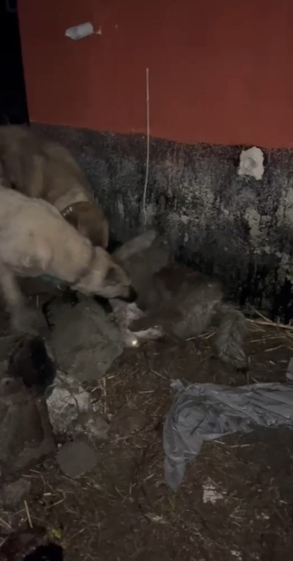 Ahıra girmeye çalışan kurdu kangallar telef etti
