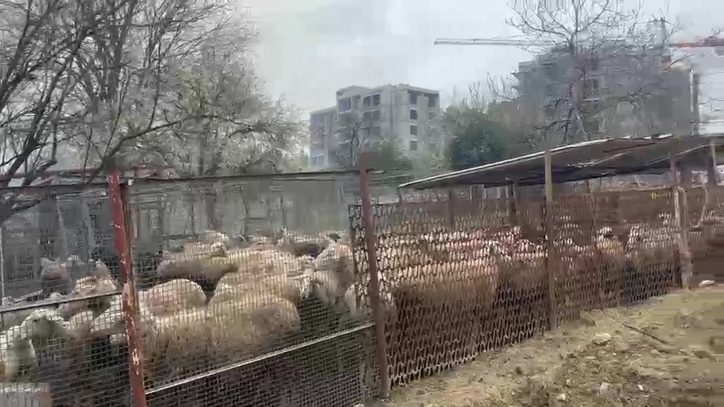 Ahırda çıkan yangında çok sayıda hayvan telef oldu
